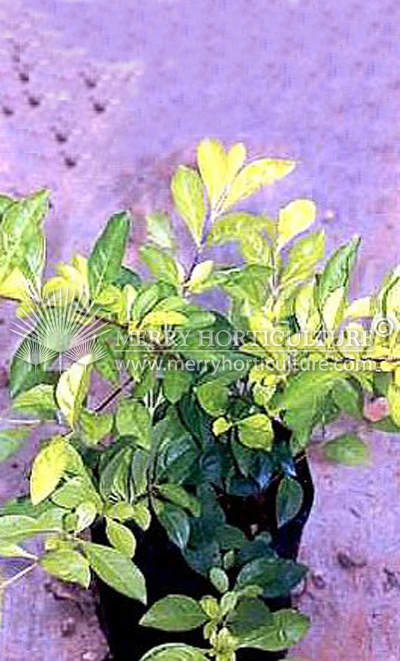 Duranta 'Dwarf Yellow'